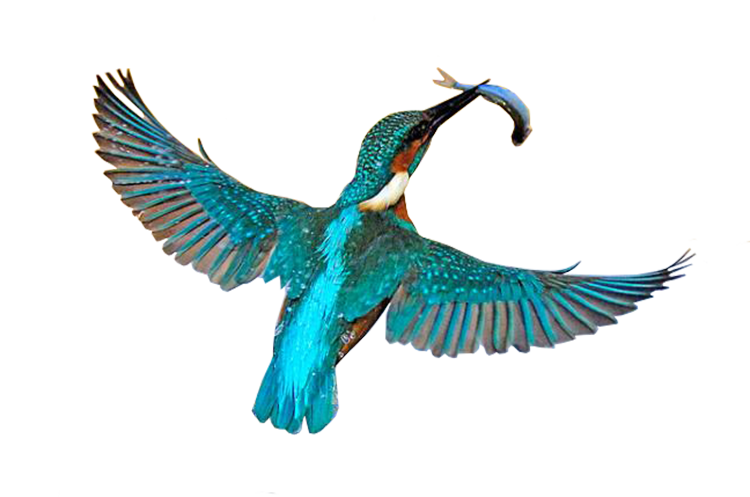 Kingfisher PNG ดาวน์โหลดภาพ