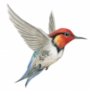 ไฟล์ kingfisher png
