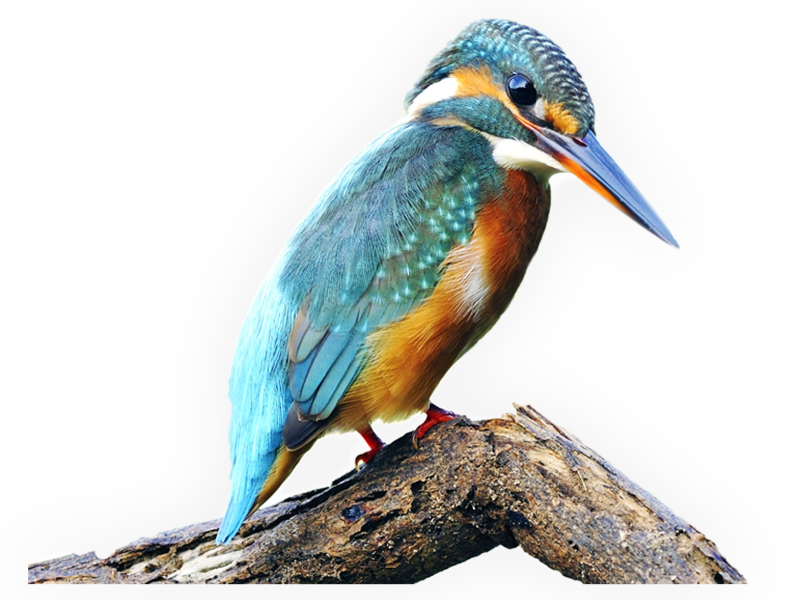 Kingfisher Bird Png Transparent Images Png All