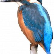 Kingfisher png gambar gratis