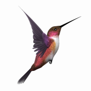 Kingfisher png gambar berkualitas tinggi