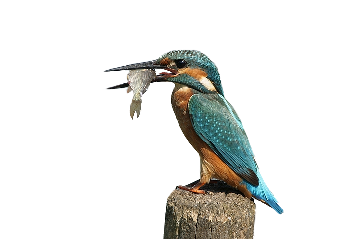 ภาพ Kingfisher PNG