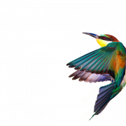 Gambar png kingfisher
