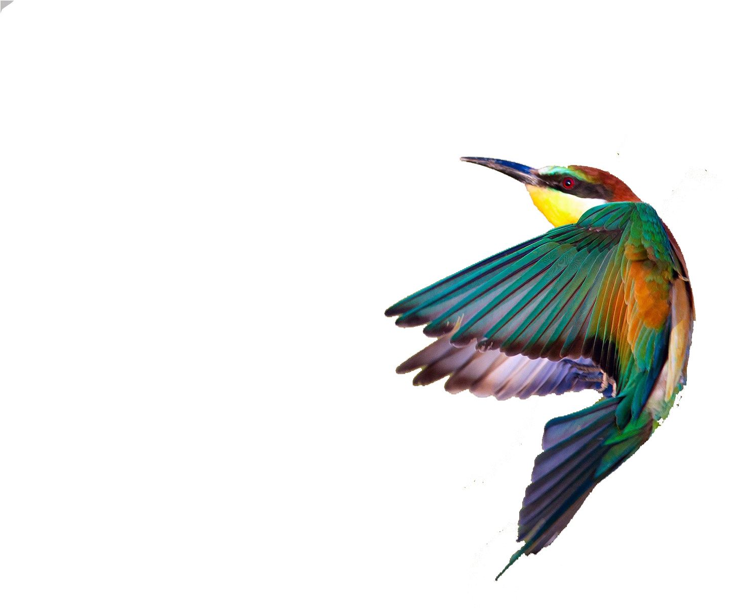 ภาพ Kingfisher PNG