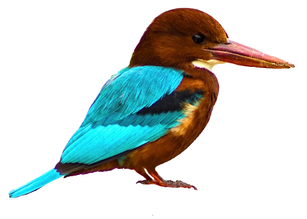 kingfisher png pic