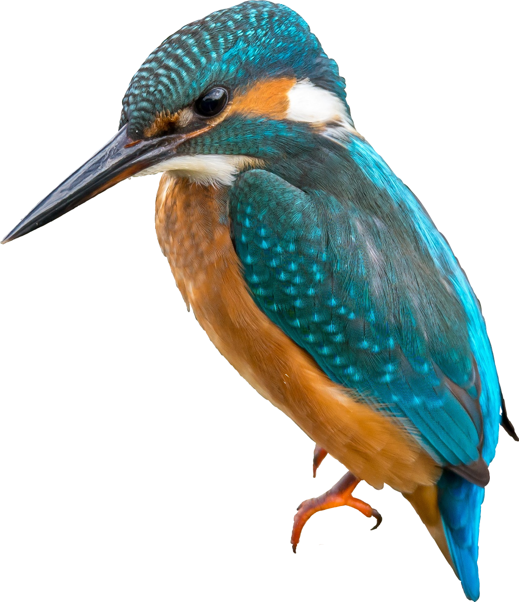 รูปภาพ Kingfisher PNG