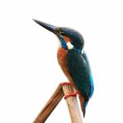 Foto hd transparan kingfisher png