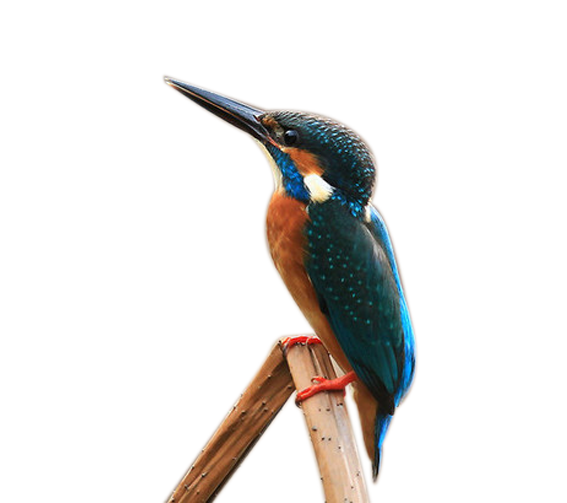Kingfisher PNG Proneparent HD Photo