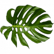 Single Plant Leaf PNG Clipart | PNG All