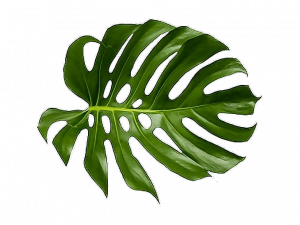 Leaf PNG