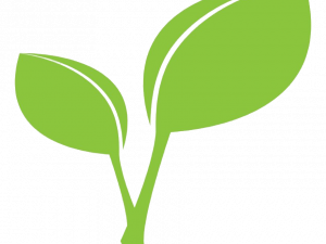 Leaf PNG Clipart