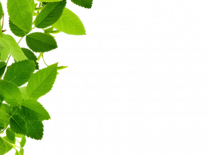 Leaf PNG Download Image