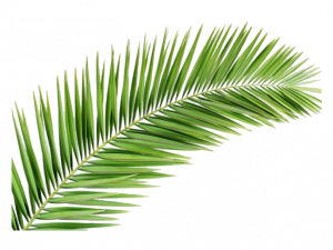 Leaf PNG HD Image