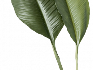 Leaf PNG Image