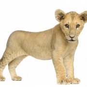 Lion cub png gambar gratis