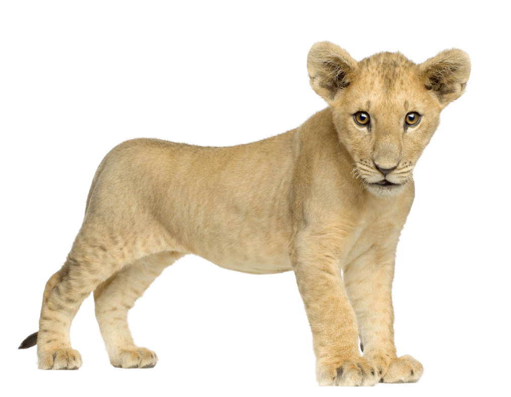 Lion Cub PNG Free Image