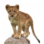 File Gambar Lion Cub Png