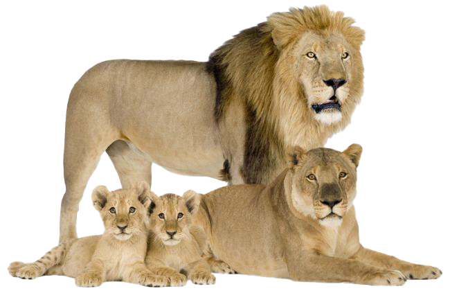 Lion Cub PNG Pic