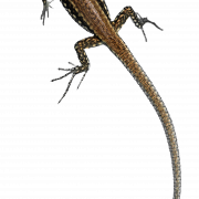 Lizard PNG transparante HD -foto