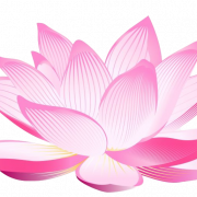 Lotus flor png clipart