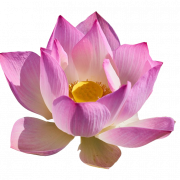 Lotus Flower PNG Téléchargement gratuit