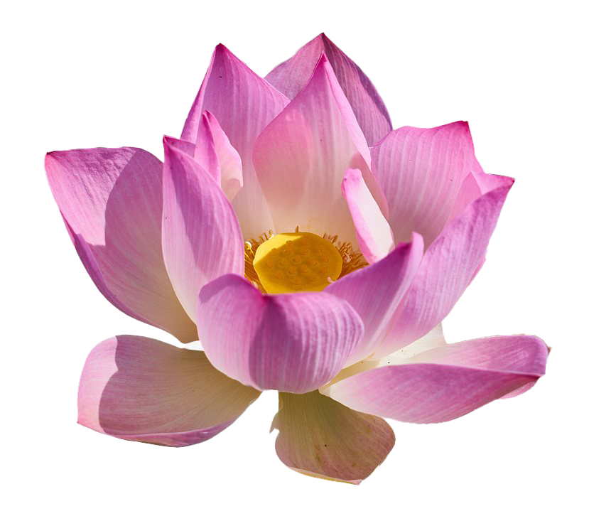 Lotus Flower PNG Download grátis