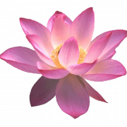 Lotus çiçek png ücretsiz görüntü
