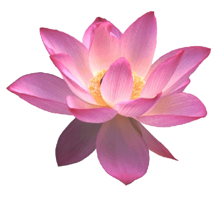 Lotus Flower PNG Imagem grátis