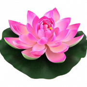 Lotus Çiçek PNG HD Görüntü