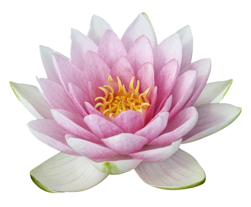 Imagem de png de flor de lótus