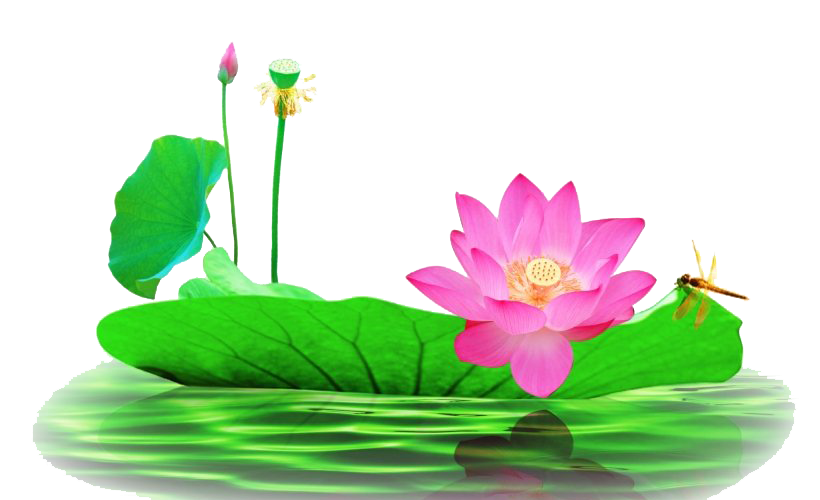 Lotus Flower Png Pic