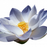 Lotus Çiçek PNG resmi