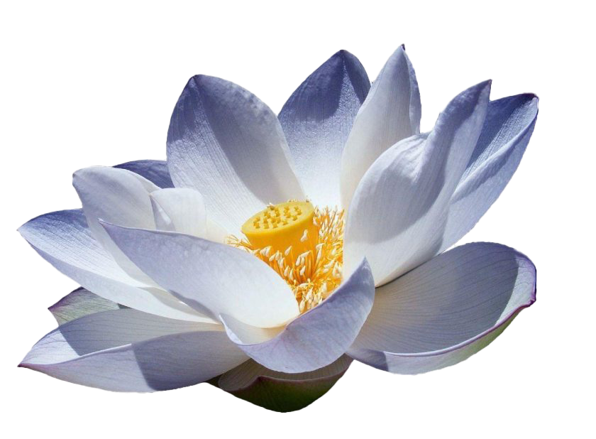 Imagem de lotus flor png