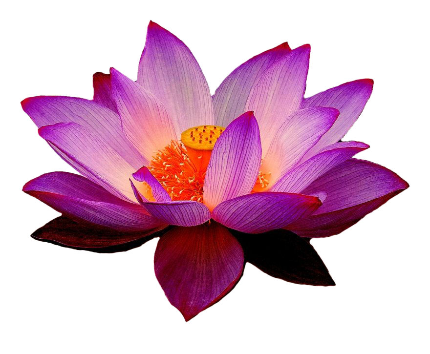 Lotus Flower Transparent