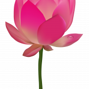 Image de téléchargement Pink Lotus PNG