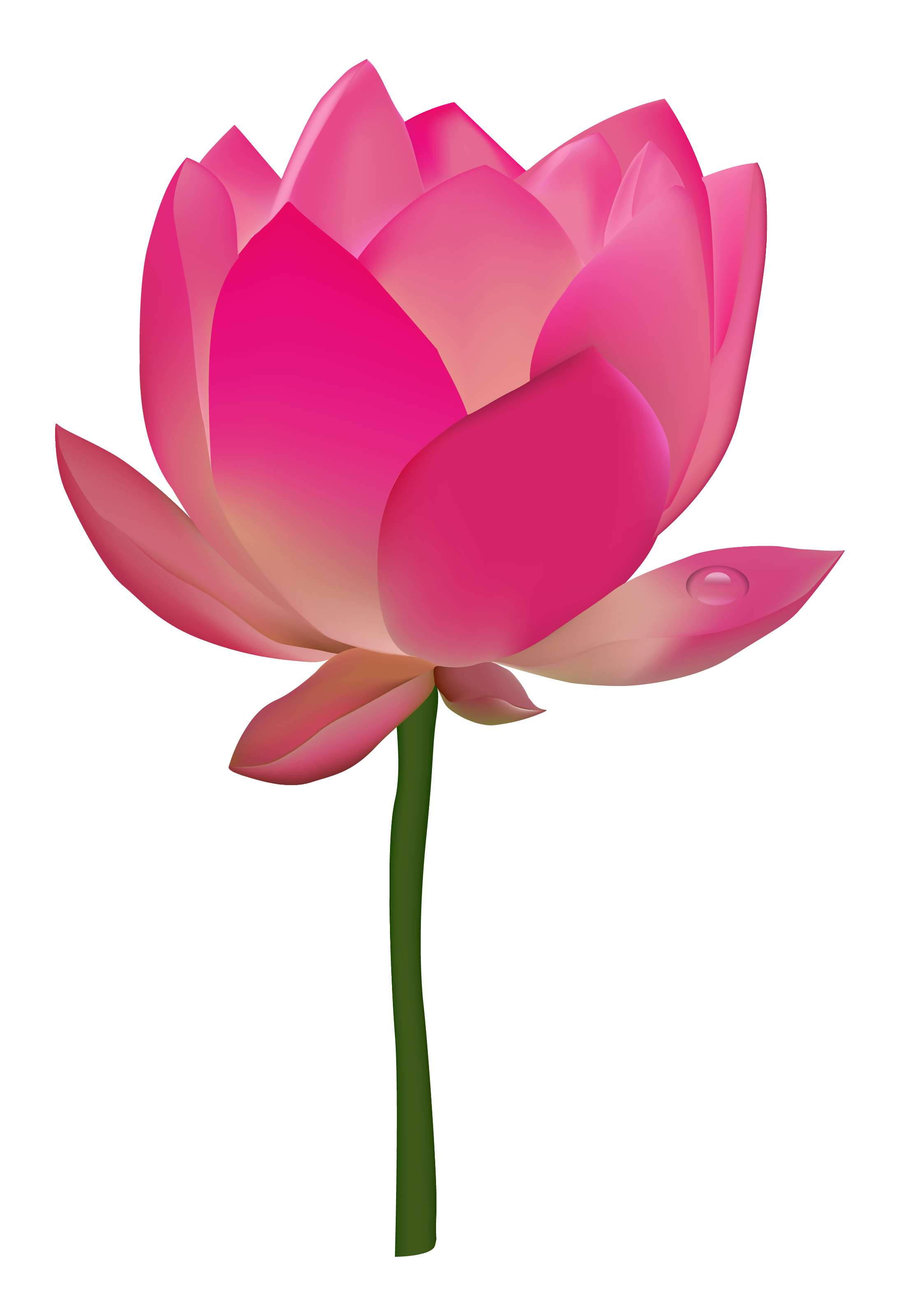 Imagem rosa lotus png de download
