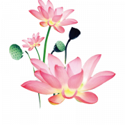 Téléchargement de fichier Pink Lotus PNG gratuit