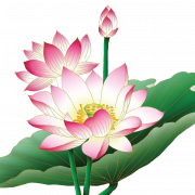 Pembe lotus png ücretsiz görüntü