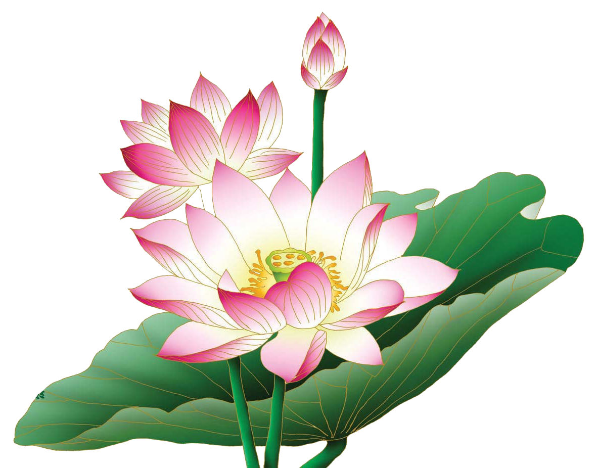 Imagem grátis rosa lotus png