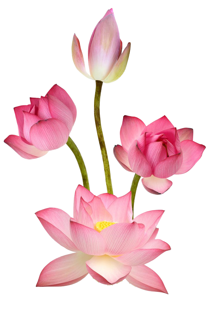 Imagens Pink Lotus png