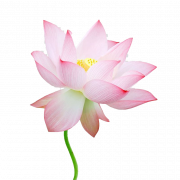Photo Pink Lotus PNG