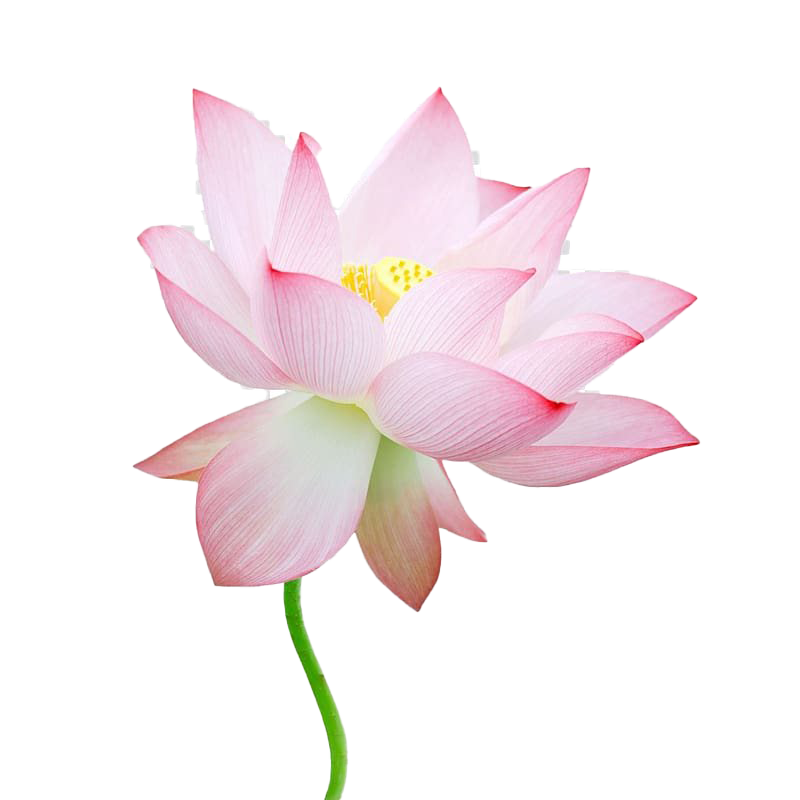 Foto Pink Lotus png