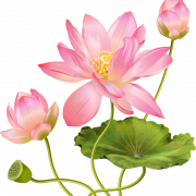 Pembe lotus png resmi