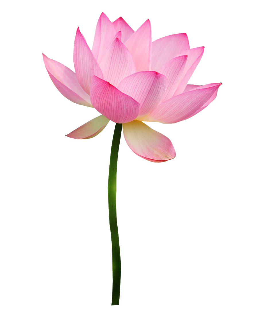 Lotus rosa transparente