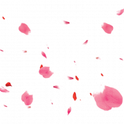 Pétales de fleur de rose rose png clipart