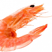 Pink Shrimp Png Clipart
