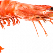 Imagem de png de camarão rosa