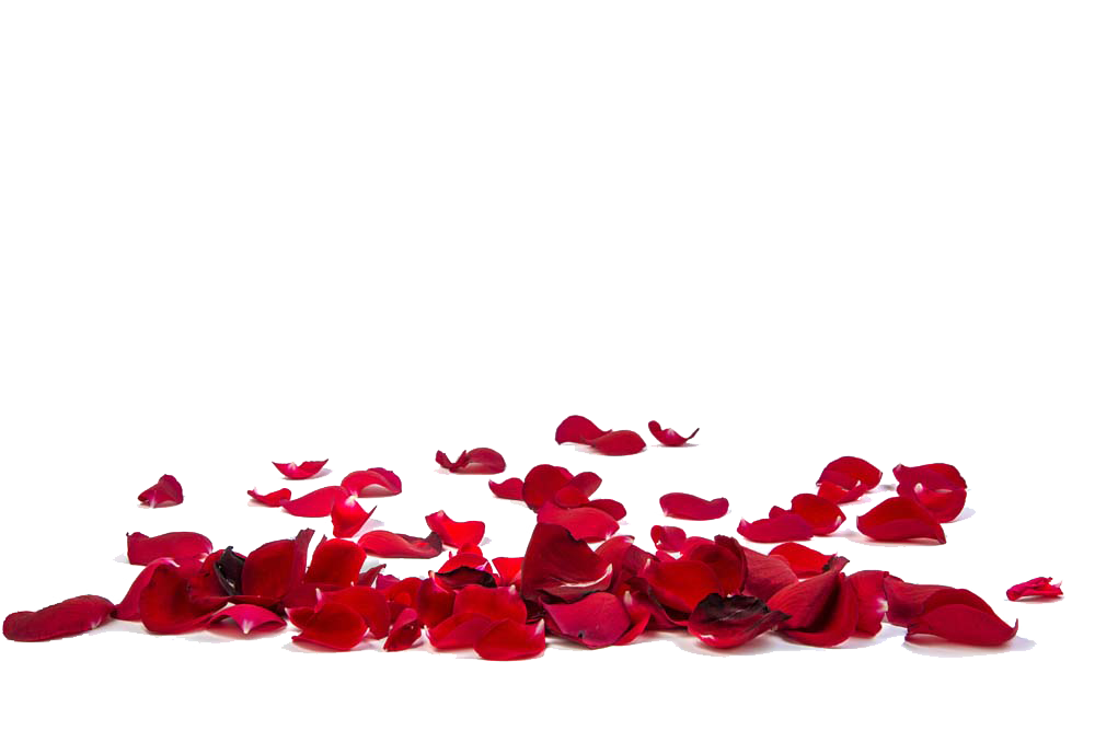 Red Rose Petals Transparent | PNG All