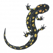 Salamandra lagarto