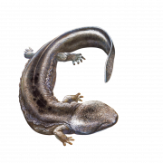 Salamander Lizard PNG Descarga gratuita